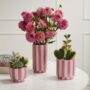 Pink Striped Pot – 5″